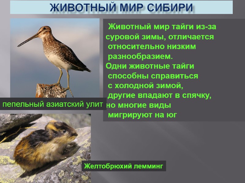 Животный мир Сибири  Животный мир тайги из-за  суровой зимы, отличается  относительно